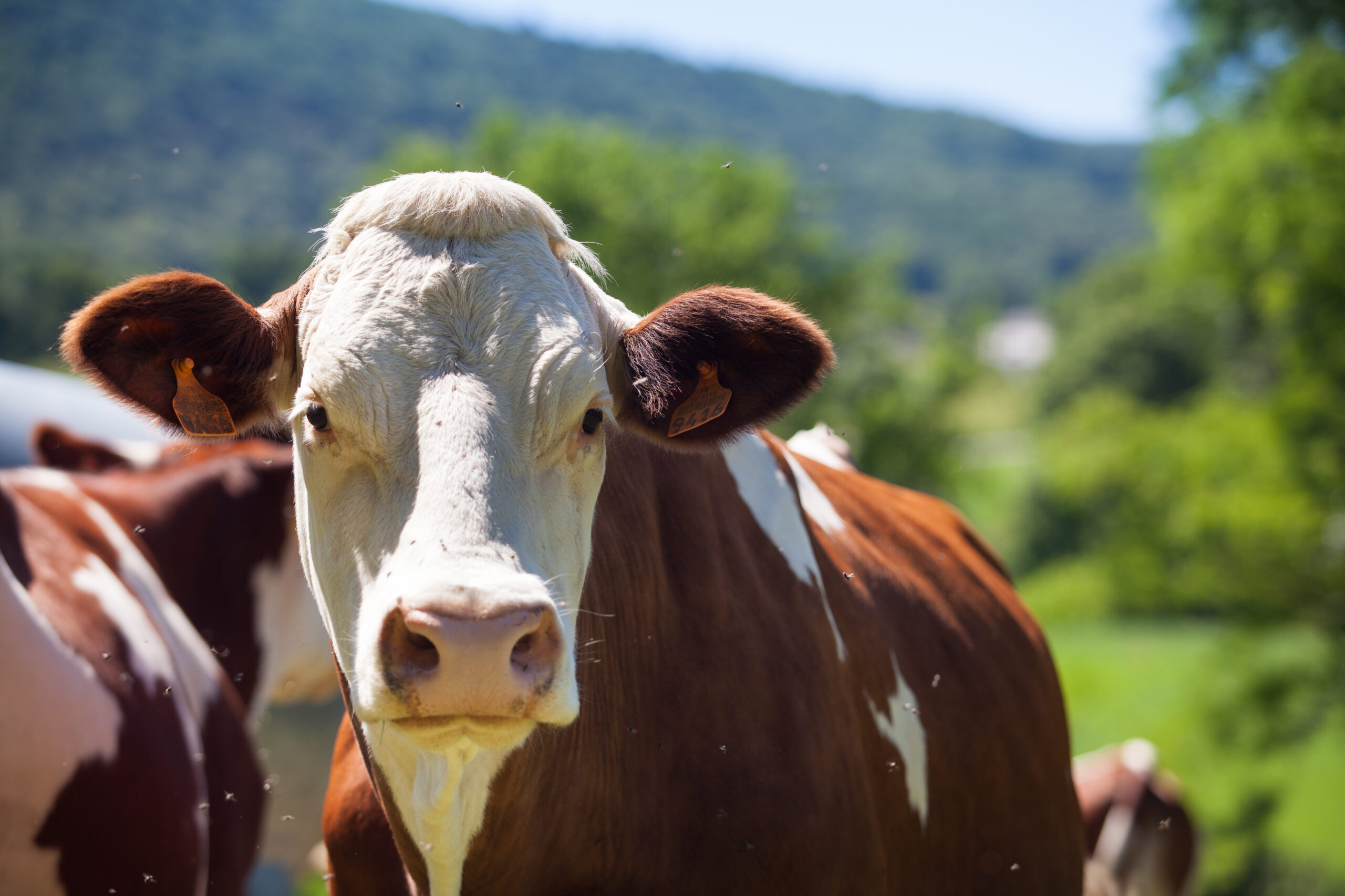 Homem morre após ser atingido por coice de vaca
