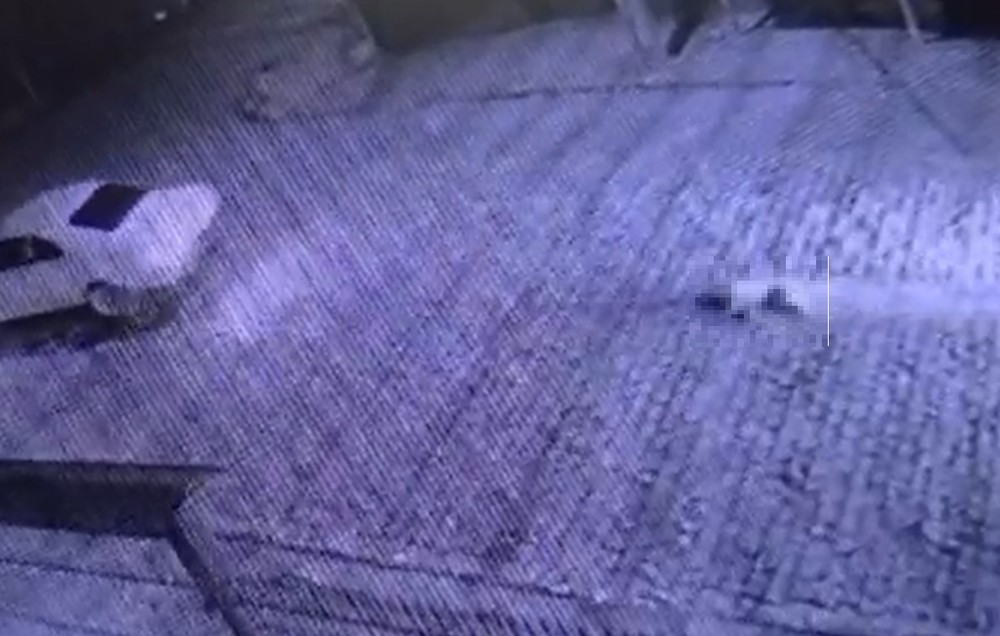 Câmera flagra motorista arrastando cachorro amarrado a carro em Caxias do Sul