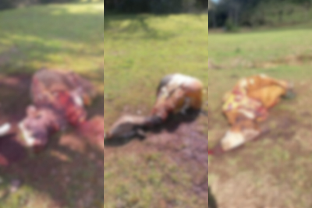 Abigeato: três animais são mortos em cidade da região Central do RS