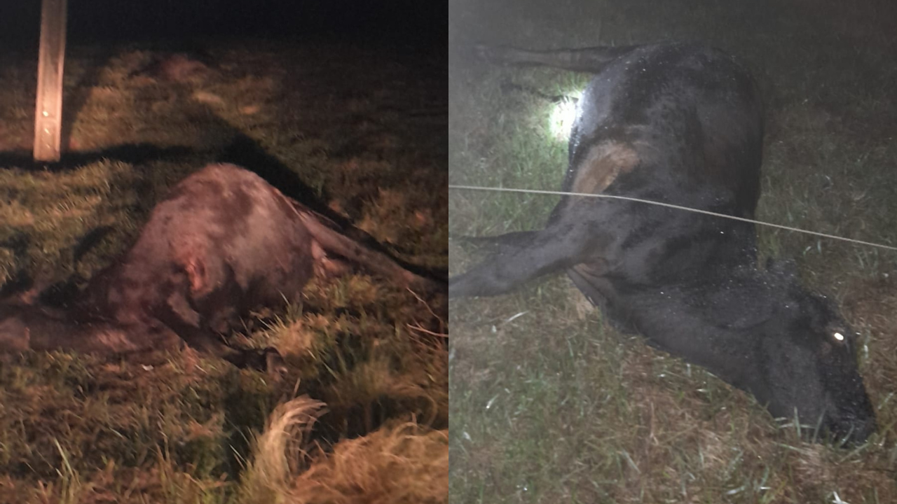 Bovinos morrem eletrocutados no Rincão Bonito, em Bossoroca