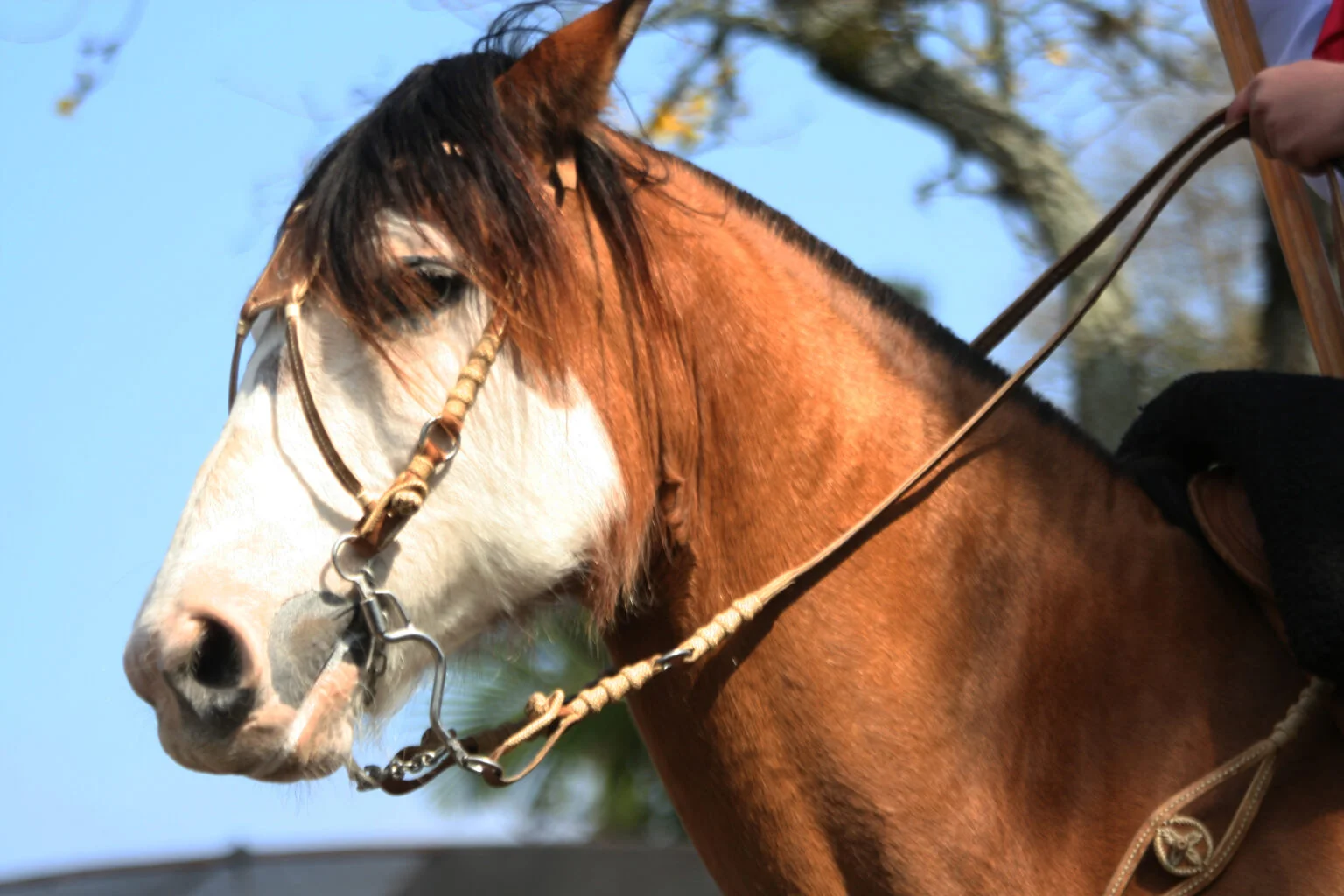 Inspetoria veterinária de Santiago chama atenção para eventos farroupilhas