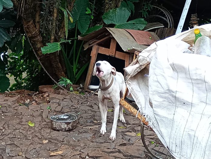 Homem é preso por maus-tratos a animais em São Borja; cães, galinhas e coelho estavam em situação degradante