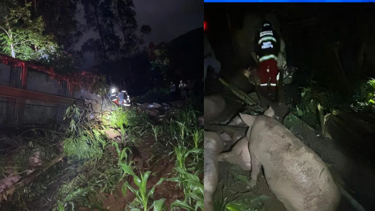 Motorista morre após caminhão com suínos  tombar na RSC-472, em Tenente Portela