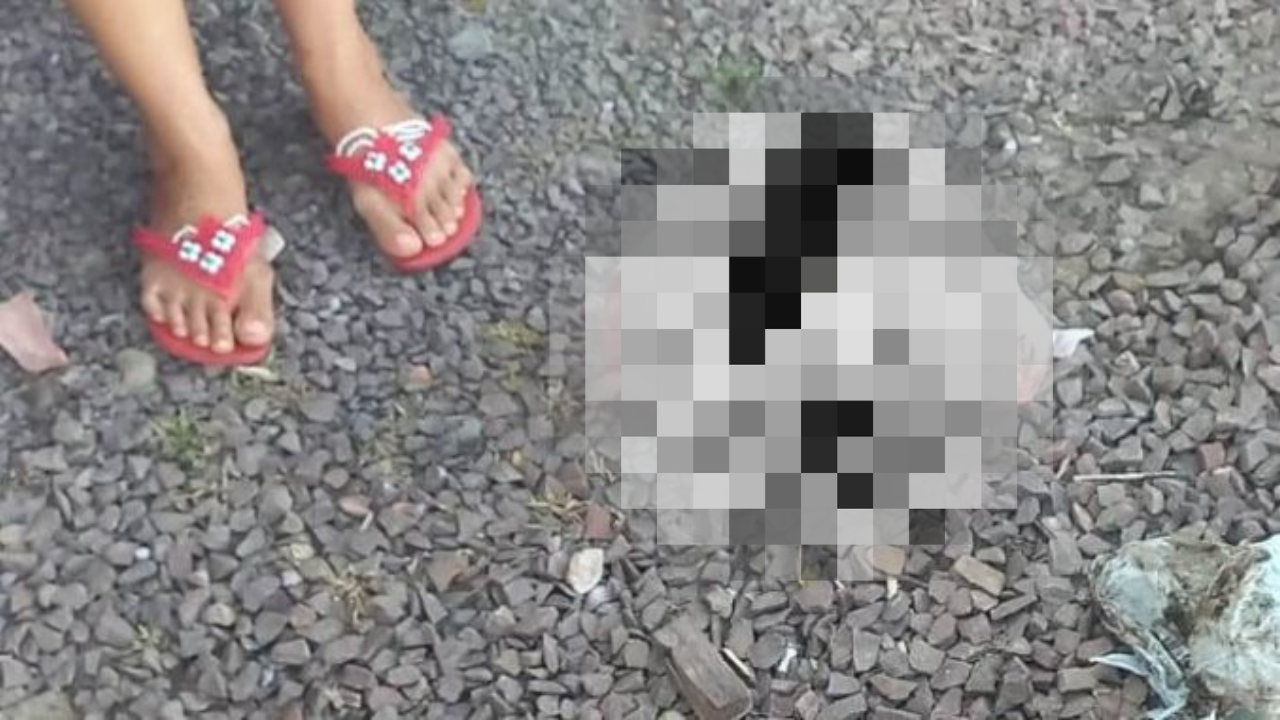 Homem de 83 anos é preso em flagrante; ele m4tou e enterrou o cão da vizinha no fundo do pátio