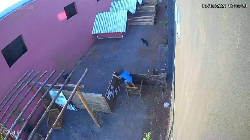 Criança de 9 anos invade hospital veterinário e mata 23 animais no Paraná