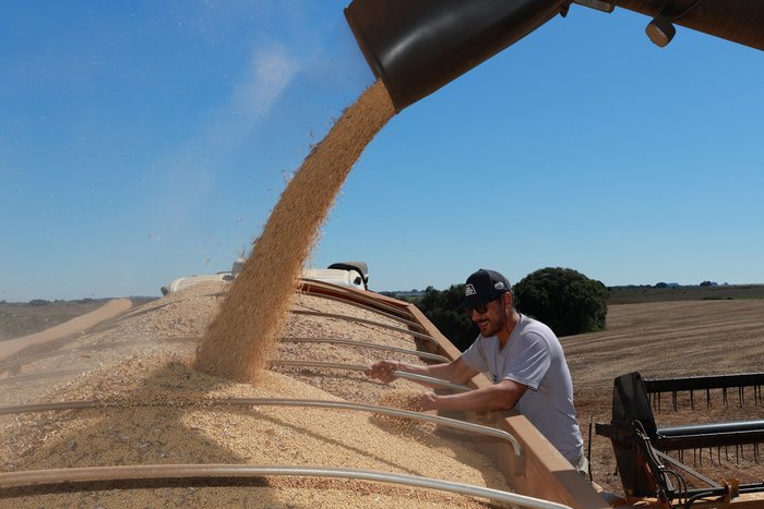 Após prejuízos causados pela estiagem, próxima safra de soja deve trazer produtividade maior