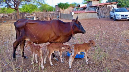 Vaca dá à luz trigêmeos em Fronteiras; fenômeno raro chama atenção