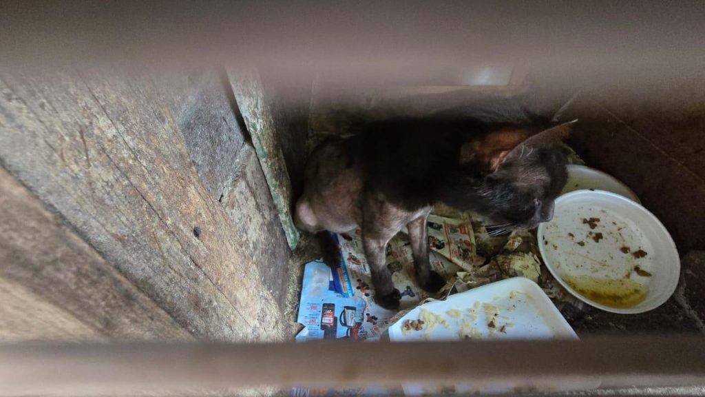 Mulher é presa por maus-tratos a cães e gatos em Santo Ângelo