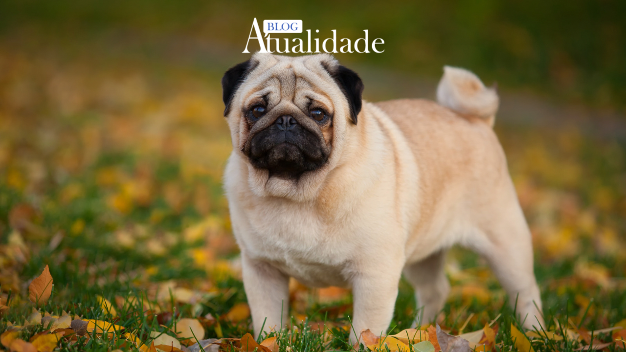 Cães e gatos terão carteira de identidade nacional em 2025