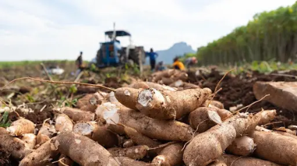 Santiago terá primeira agroindústria de mandioca