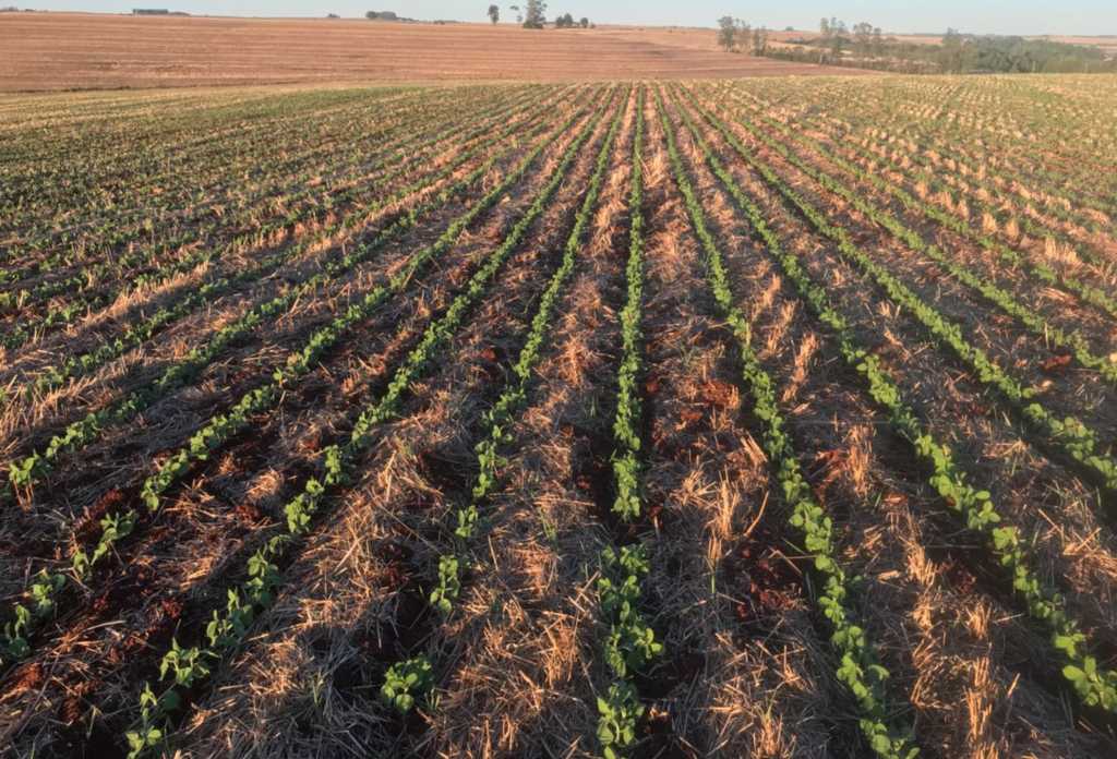 Soja será cultivada em mais de 6,8 milhões de hectares no Rio Grande do Sul