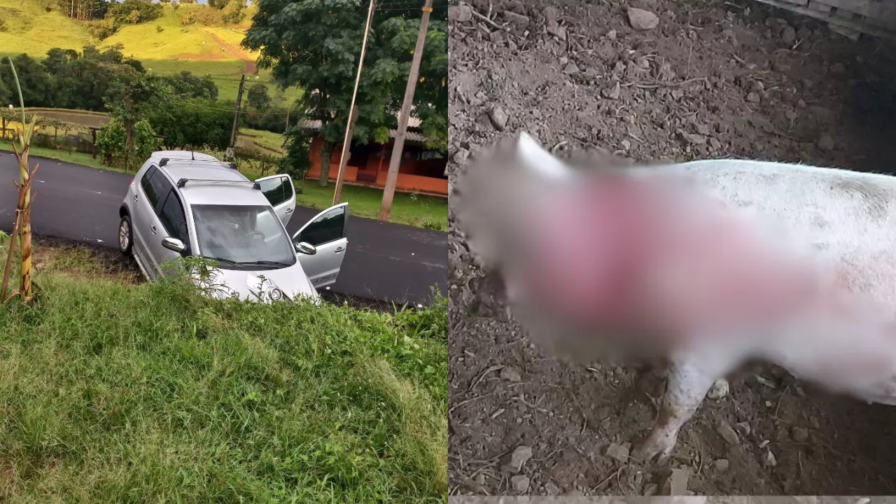 Homem invade chiqueiro, ataca porcos com tesoura e cai com carro em buraco durante fuga em SC