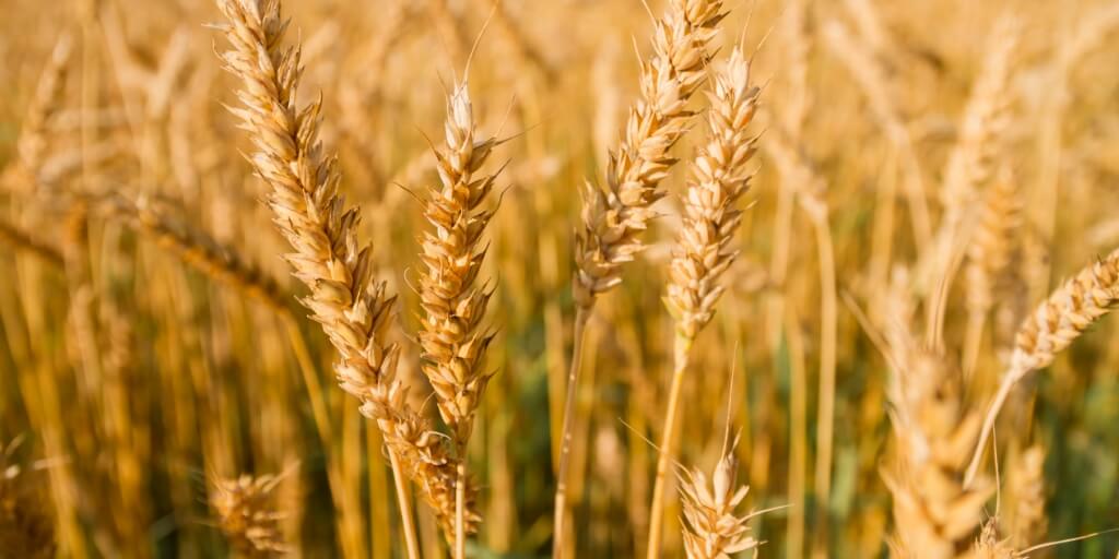 Segurança no campo: Ana Terra Seguros oferece proteção completa para culturas de inverno