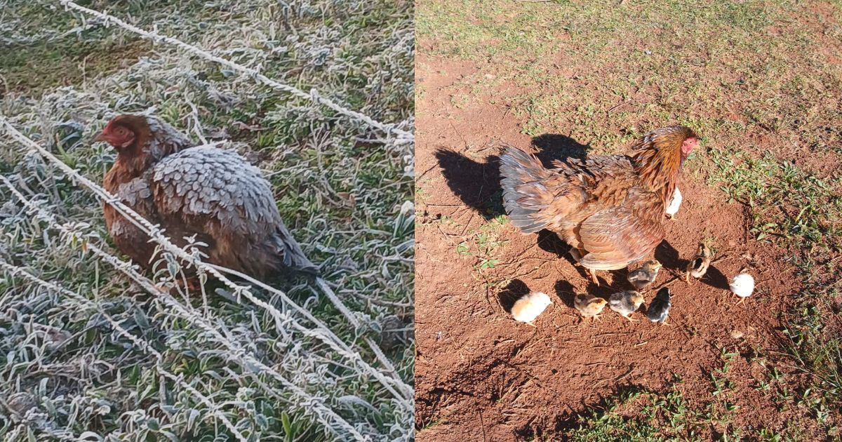 Mãe é mãe! Galinha enfrenta frio de -4,2°C para proteger pintinhos