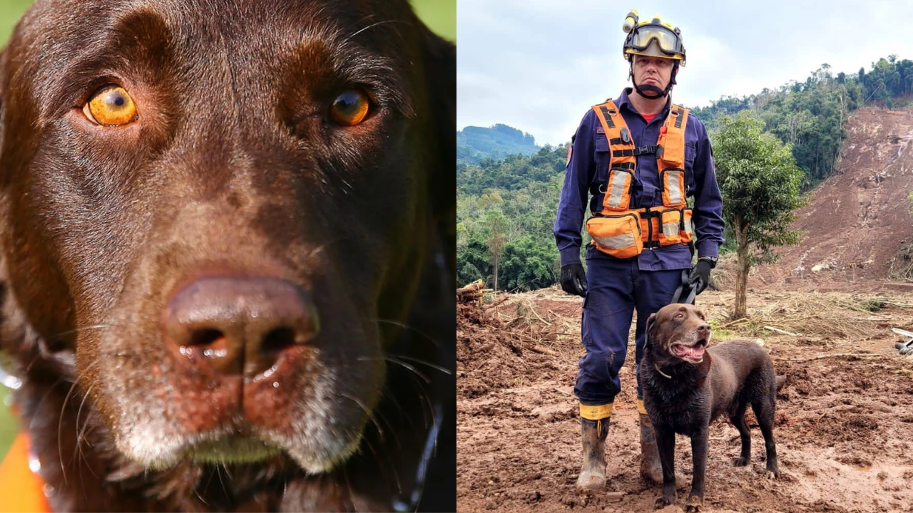 “Ele deixou um legado, nunca será esquecido”, diz tutor de Guapo, cão-bombeiro que morreu aos 11 anos