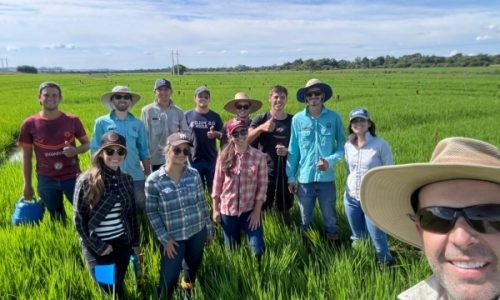 Experimentos inovadores em arroz irrigado marcam início de 2025 para estudantes de Agronomia da URI
