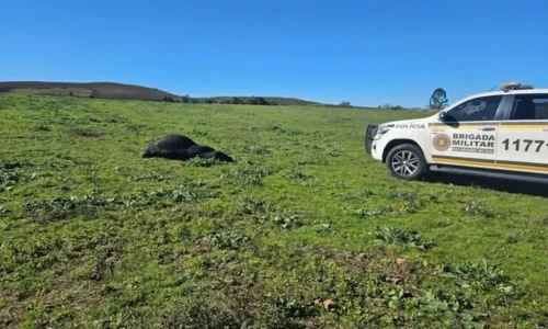 Idoso morre depois de ser atacado por touro no interior de Soledade