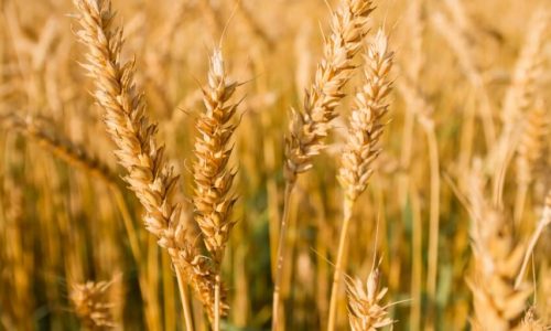 Segurança no campo: Ana Terra Seguros oferece proteção completa para culturas de inverno